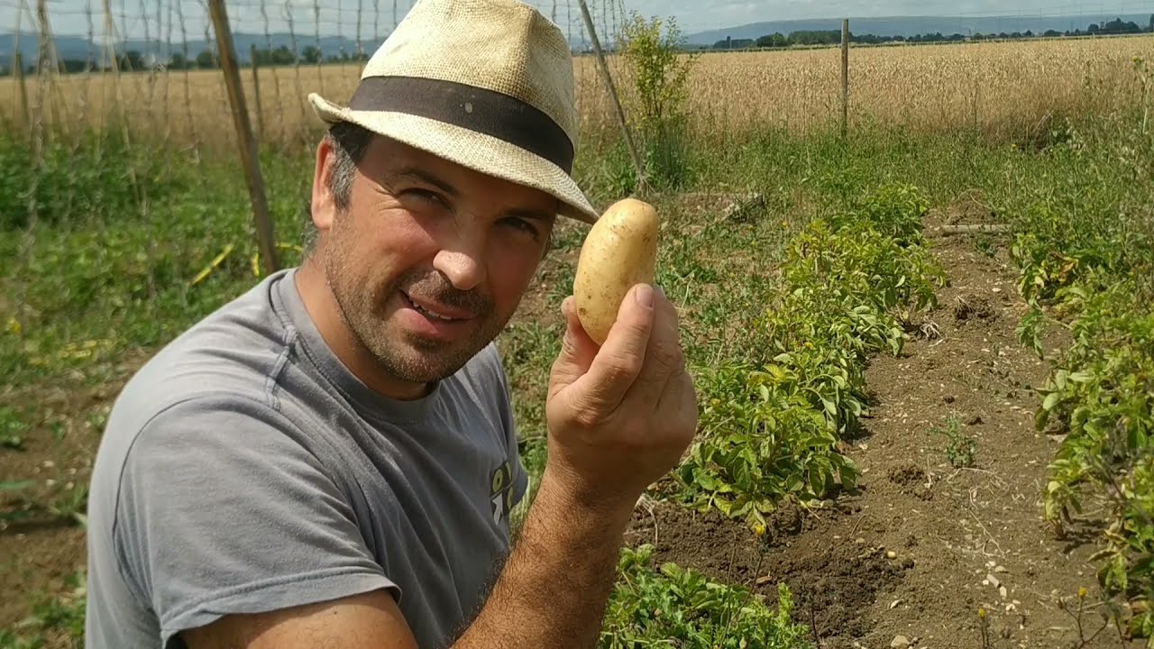 cuando recoger las patatas sembradas en marzo