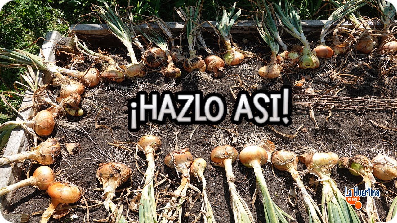 cuando se recogen las cebollas de invierno