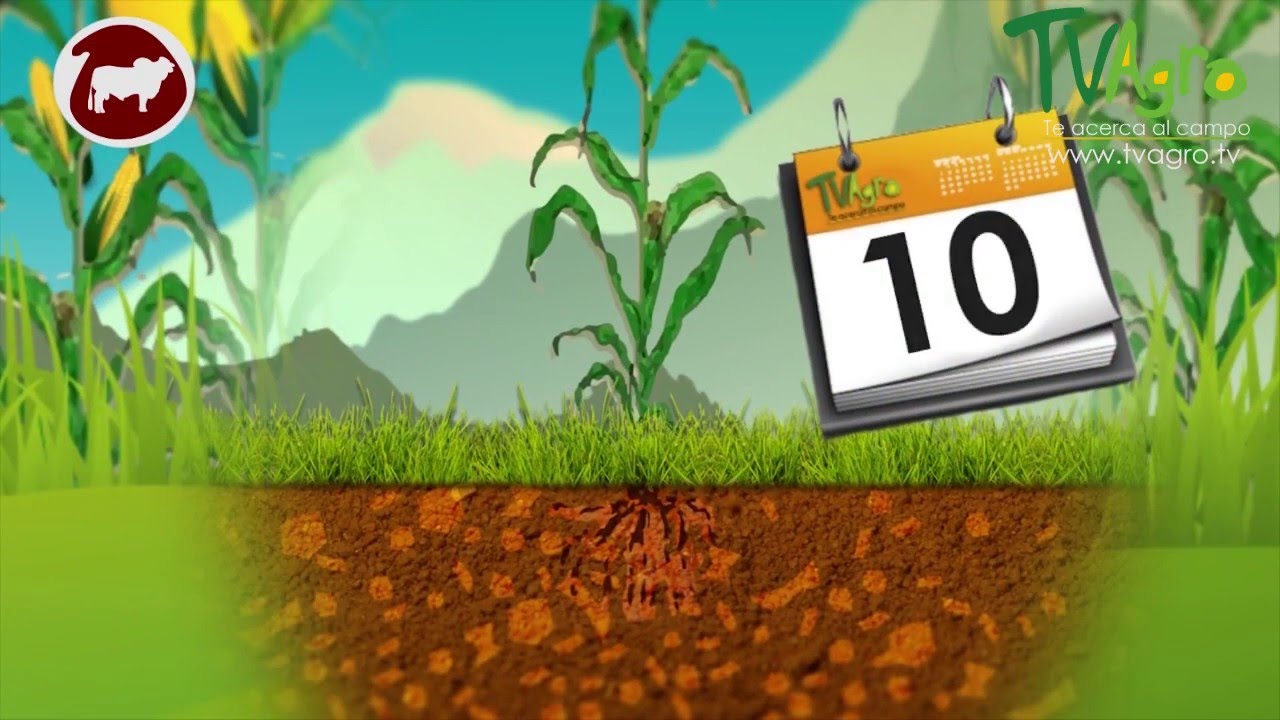 cuando se siembra el maiz en españa