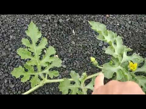 cultivo de sandías al aire libre