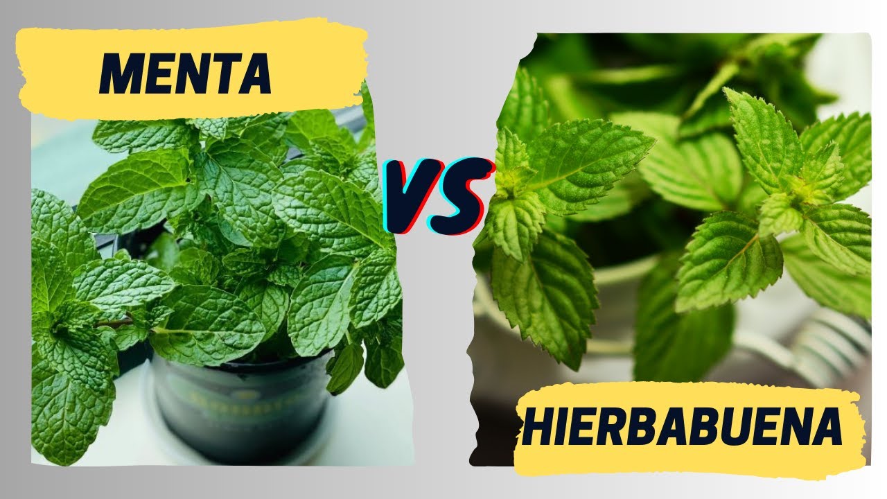 diferencia entre la menta y la hierbabuena