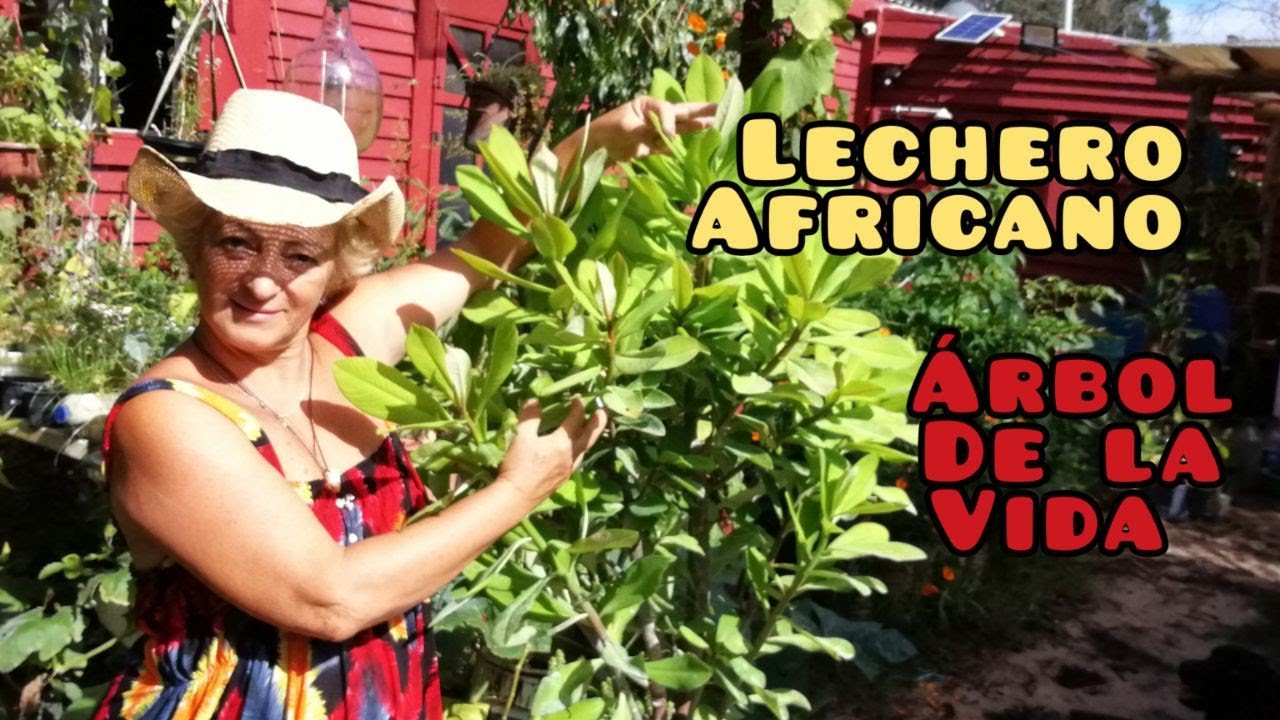 el arbol de la vida planta