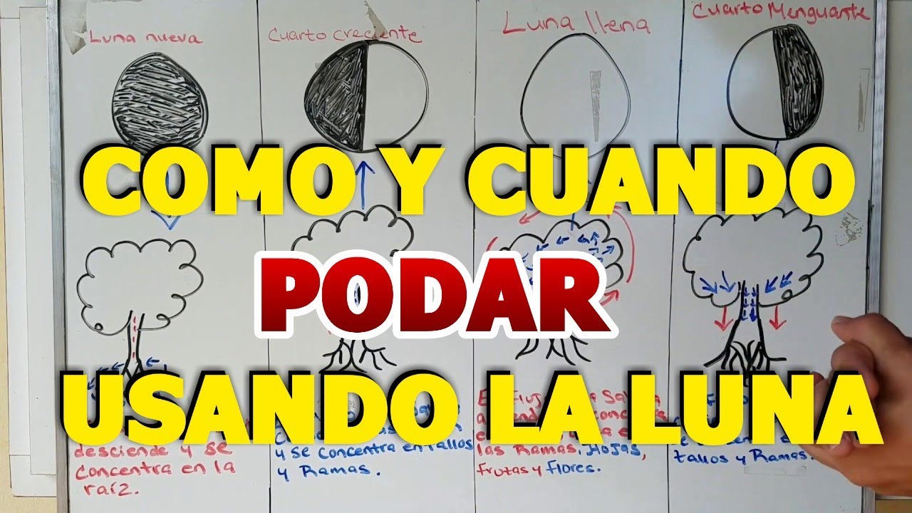 en que luna se poda los árboles frutales