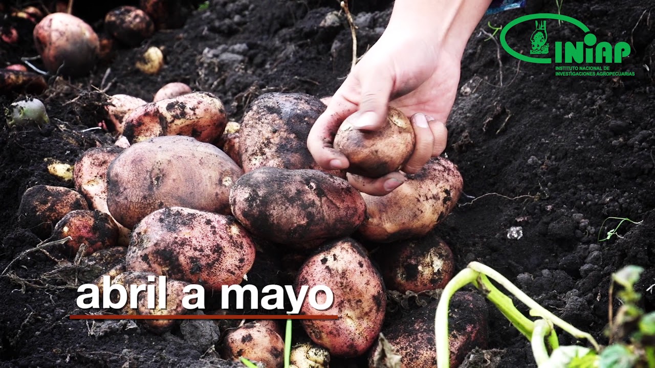 en que mes se siembra las patatas