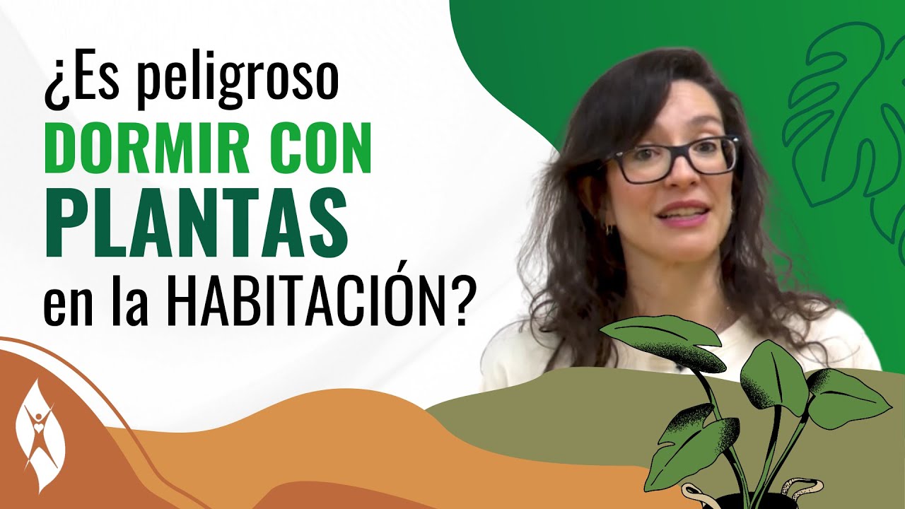 es malo tener plantas en el dormitorio