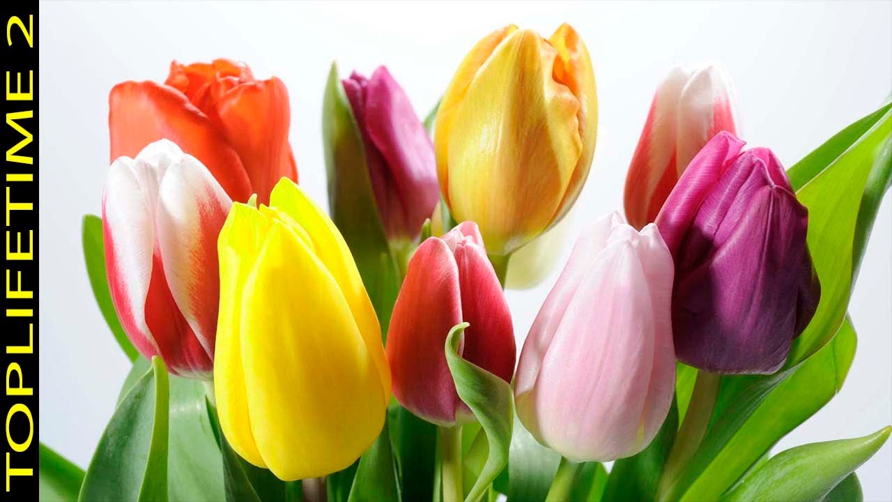 flores que se abren de noche