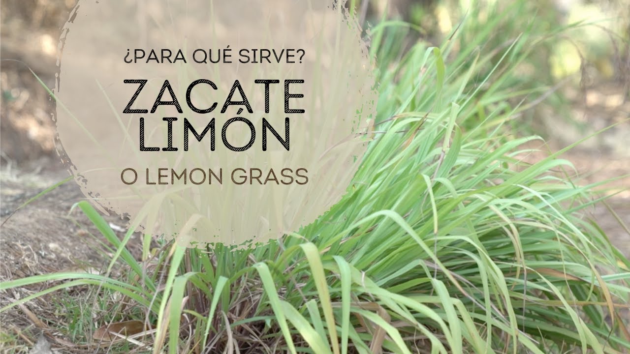 hierba de limon para que sirve