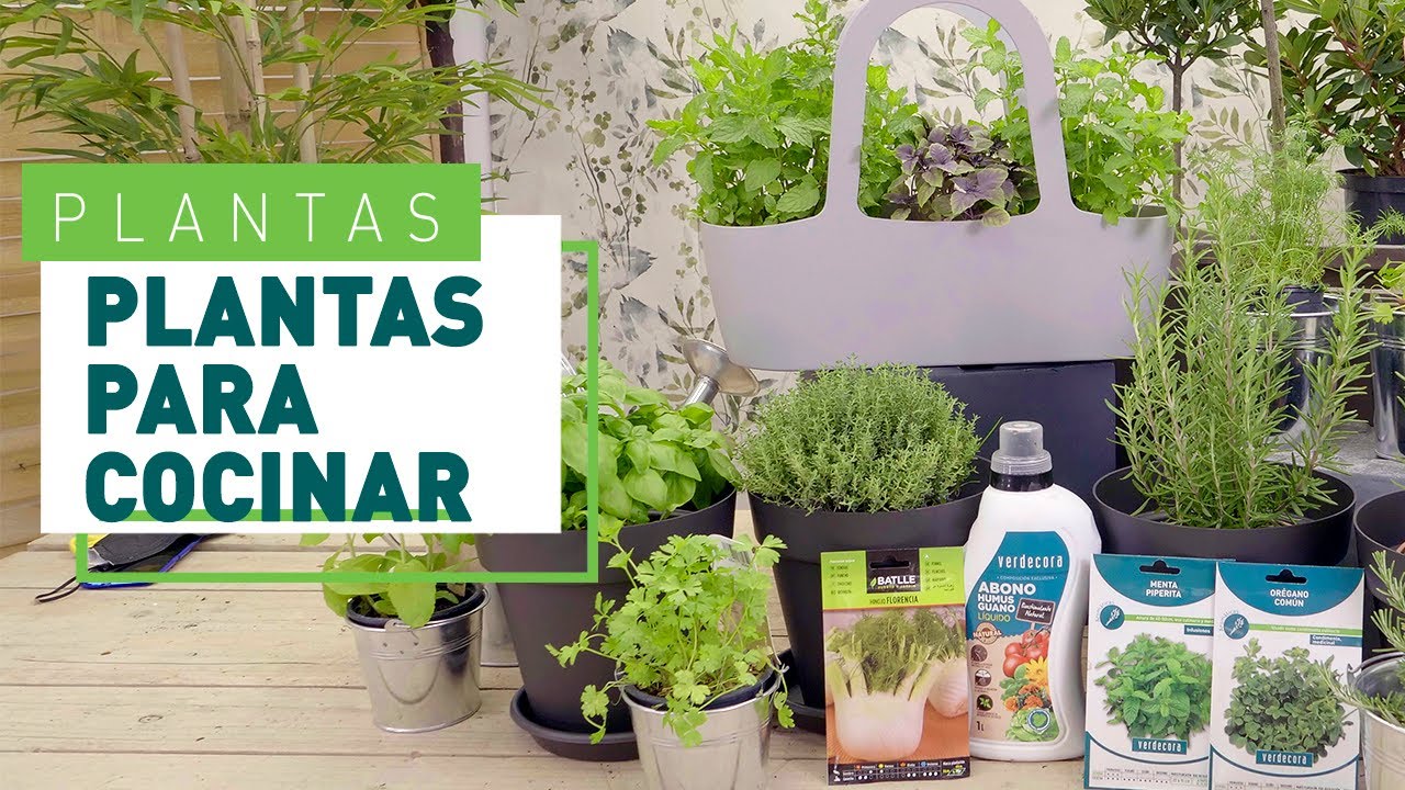 las 20 hierbas aromáticas más usadas en la cocina
