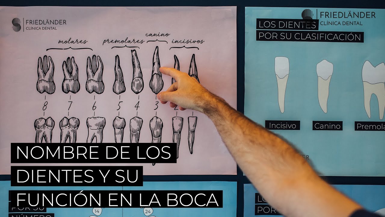 nombre de dientes de la boca