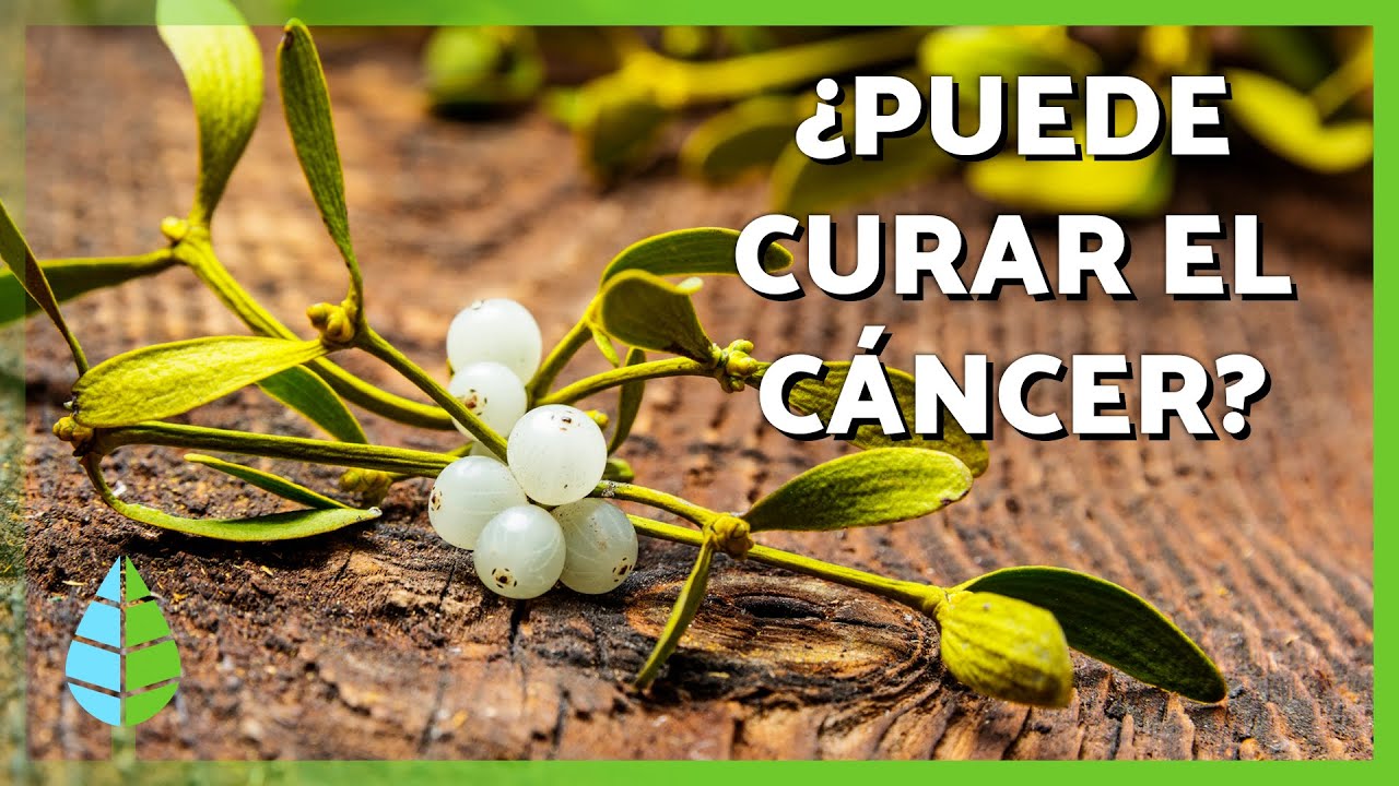 para que sirve el muérdago en navidad