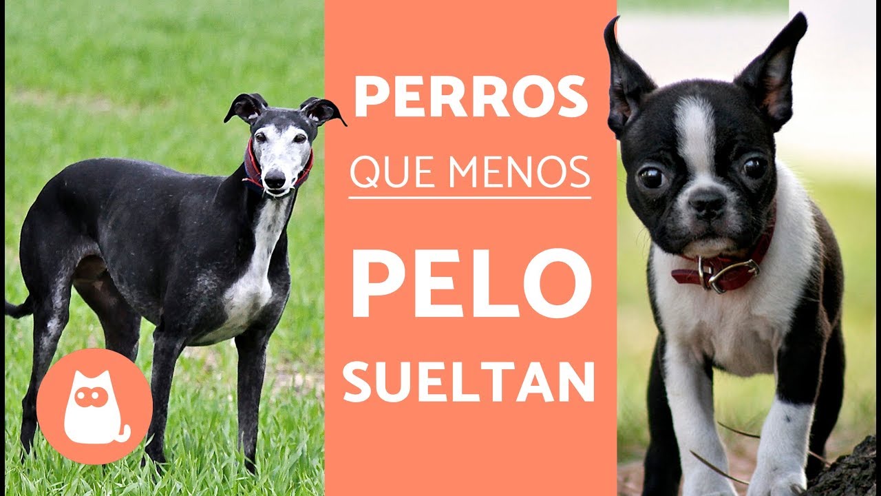 perro grande que no suelte pelo