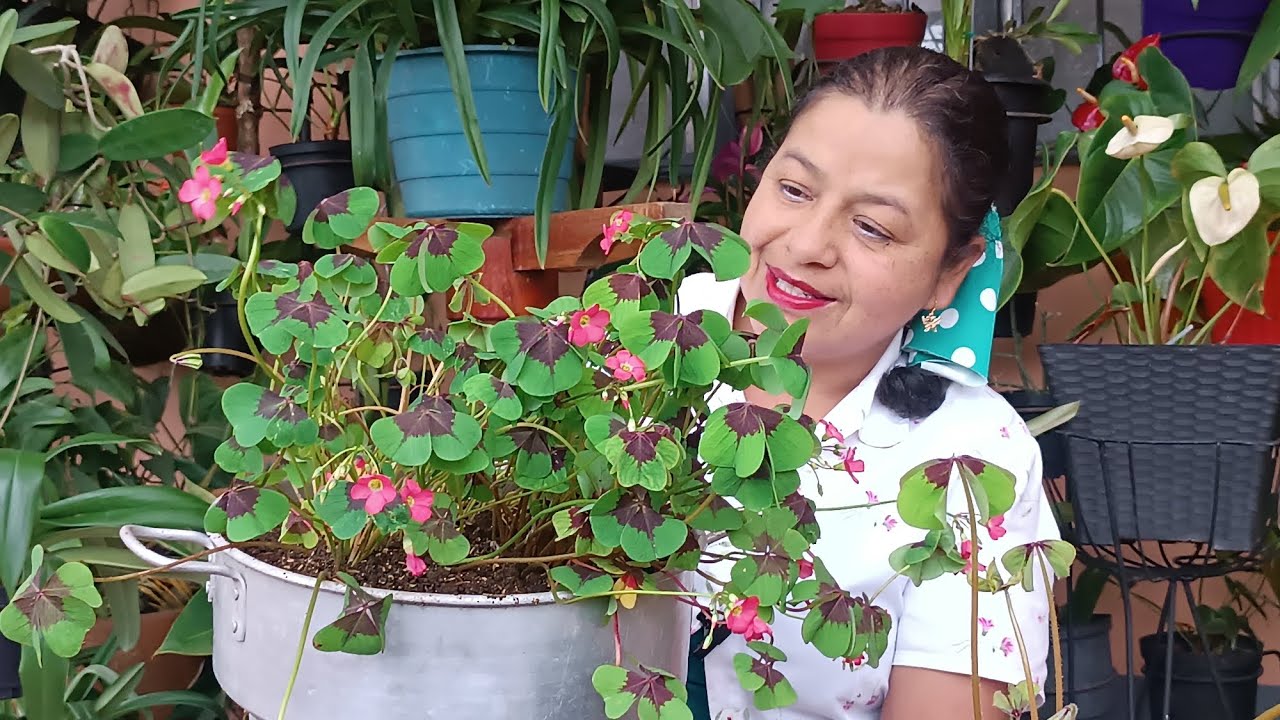 planta de trebol de 4 hojas