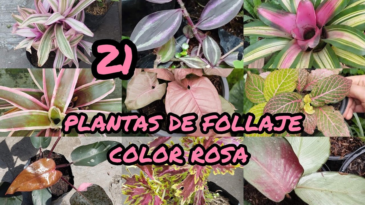 plantas con hojas rosadas y verdes