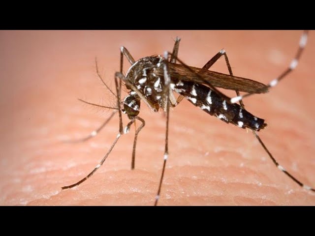 porque hay moscas en mi casa en invierno