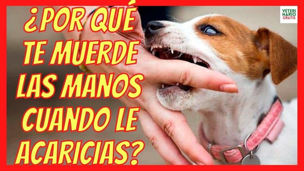 porque mi perro me muerde las manos