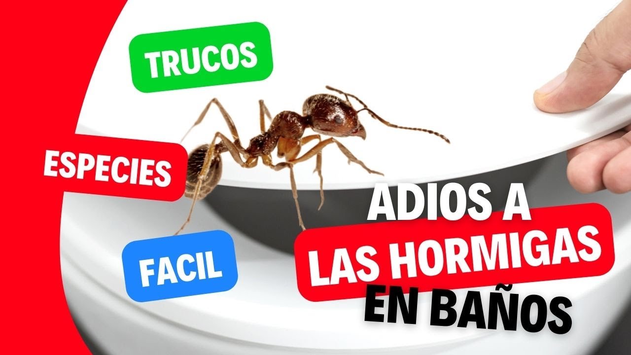 porque salen hormigas en el baño