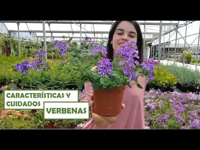 porque se seca la planta verbena