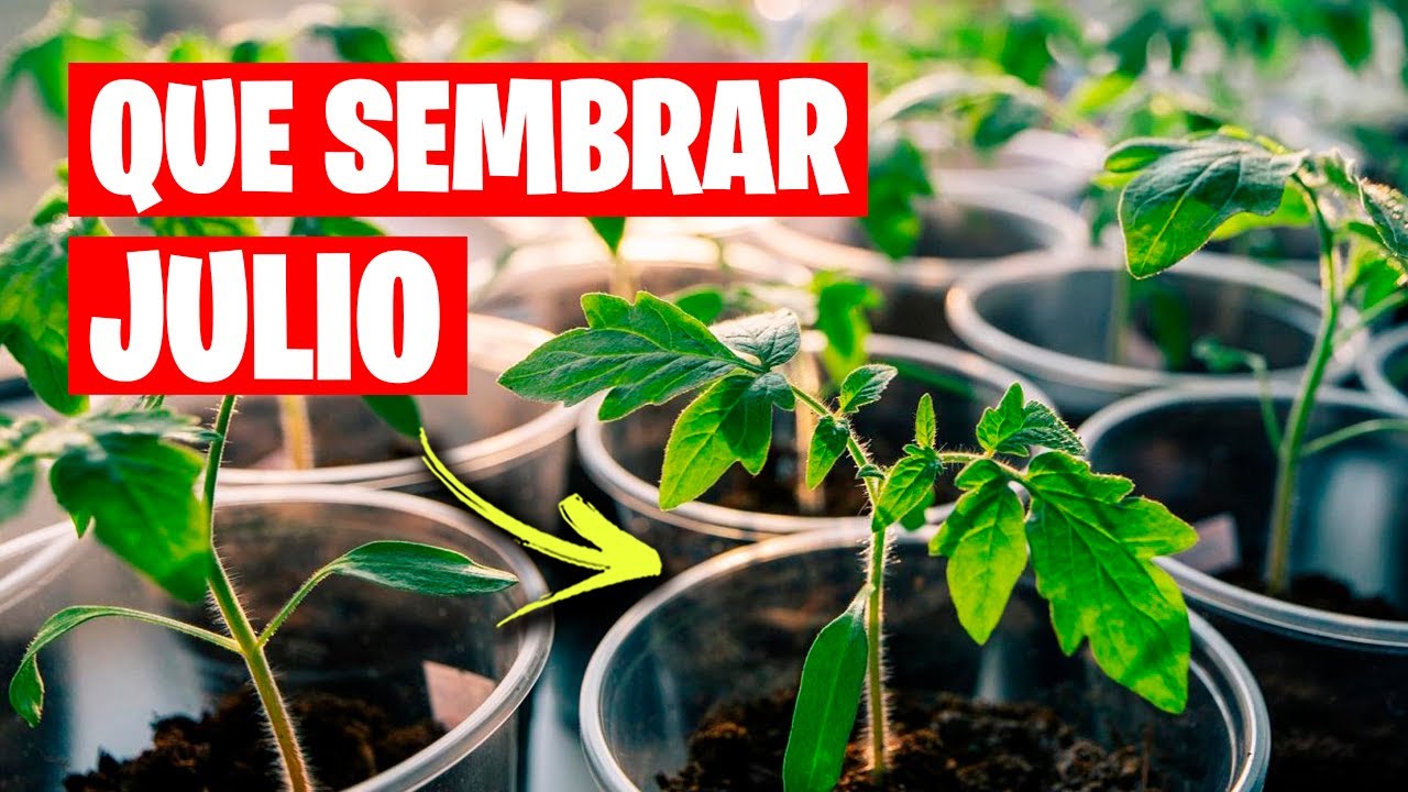 que plantar en julio en galicia