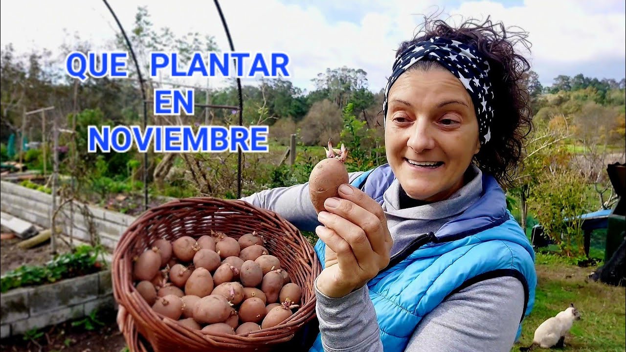 que plantar en noviembre en galicia