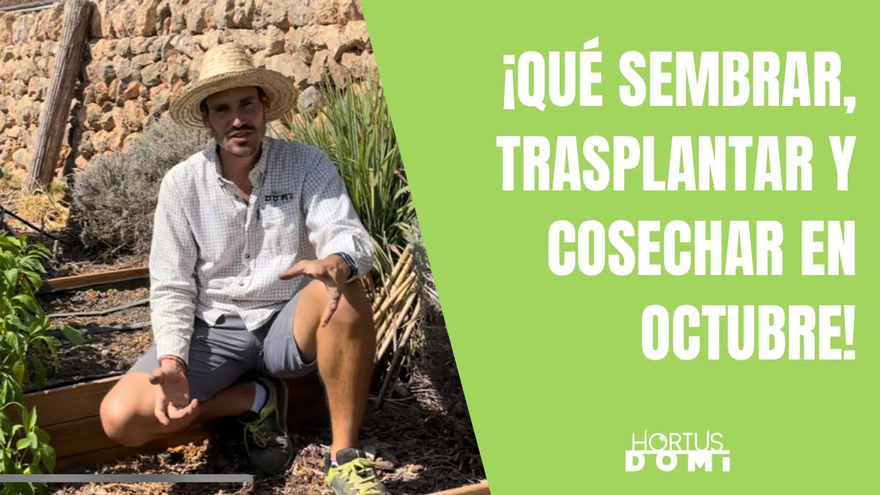 que plantar en octubre huerto urbano