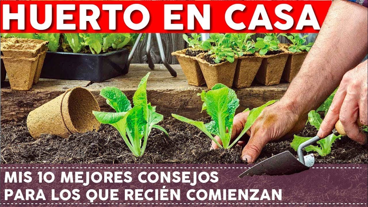 que plantar en un huerto pequeño