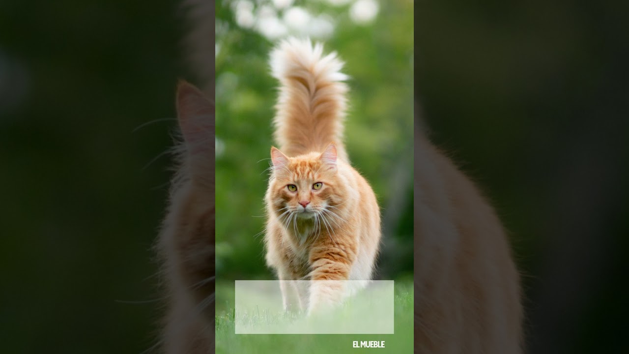 reflexion frases de gatos y mujeres