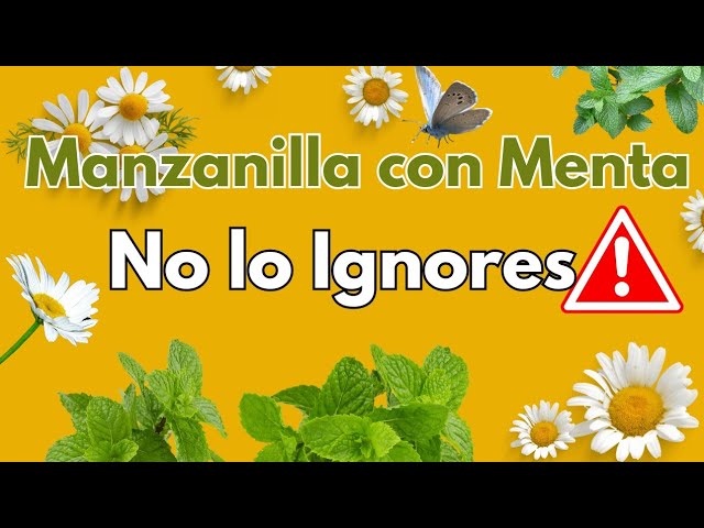 se puede mezclar manzanilla y menta poleo