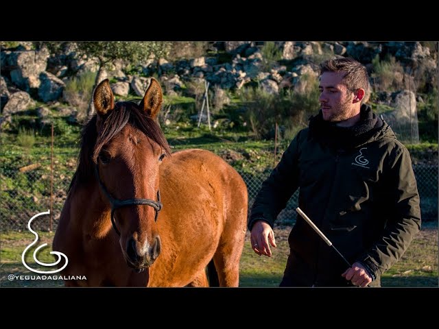 se puede tener un caballo en una parcela