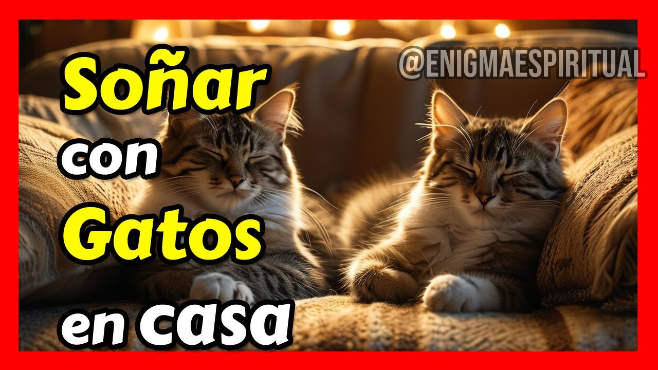 soñar con gatos en la habitación