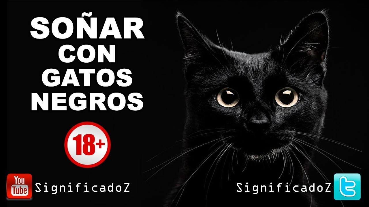 soñar con un gato negro pequeño
