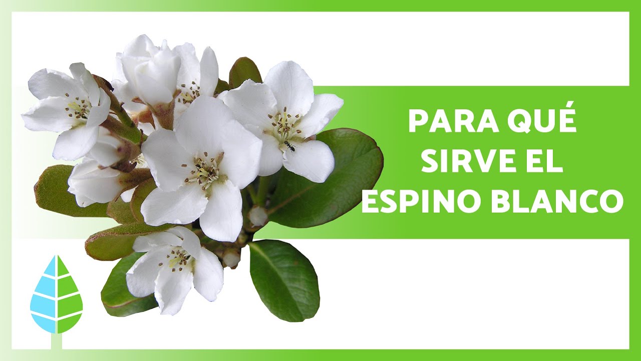 beneficios del espino blanco para adelgazar