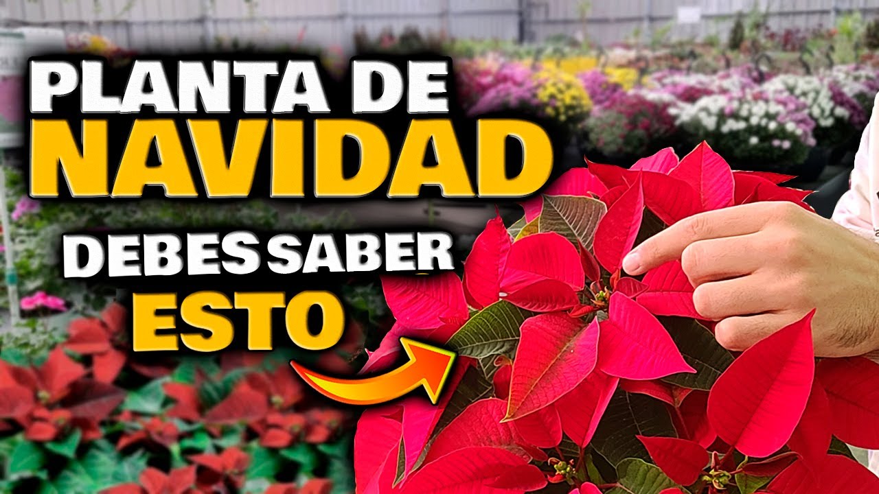 cada cuanto se riega un pascuero