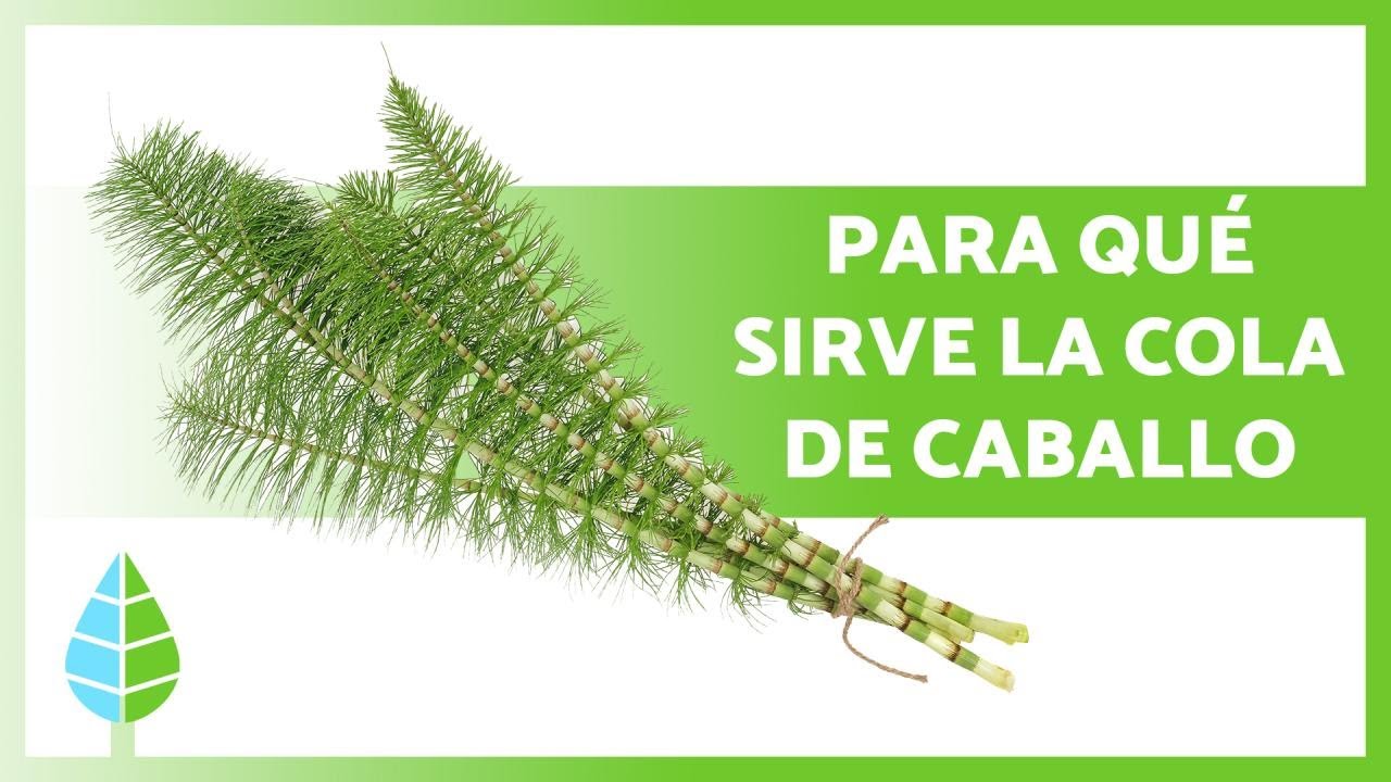 cola de caballo: propiedades y contraindicaciones