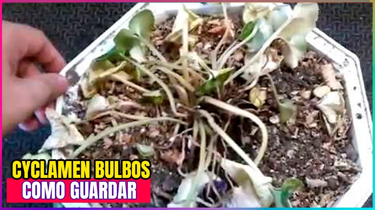 cómo conservar el ciclamen de un año para otro