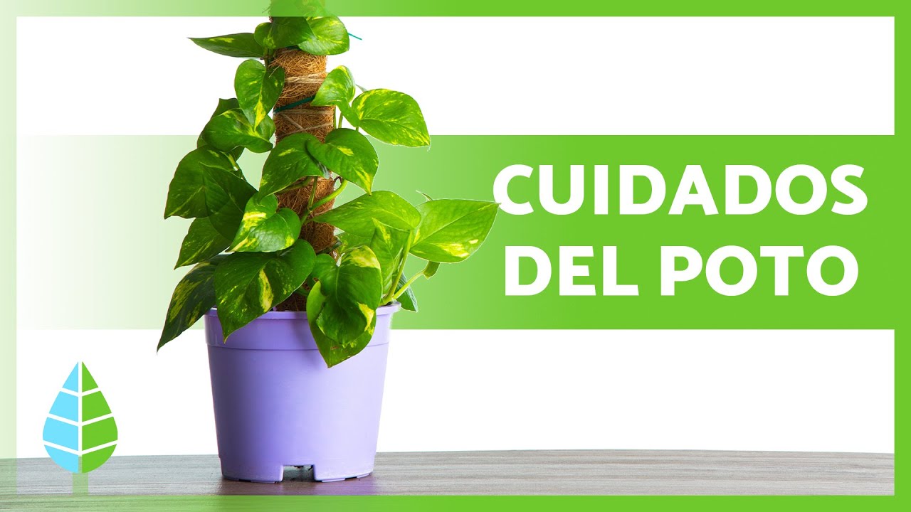 como cuidar un poto en maceta