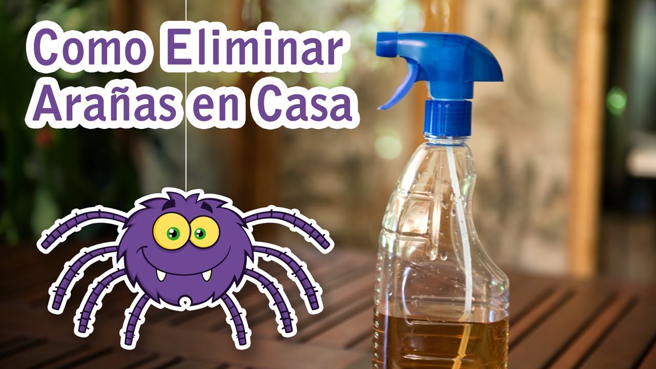 como eliminar las arañas de casa