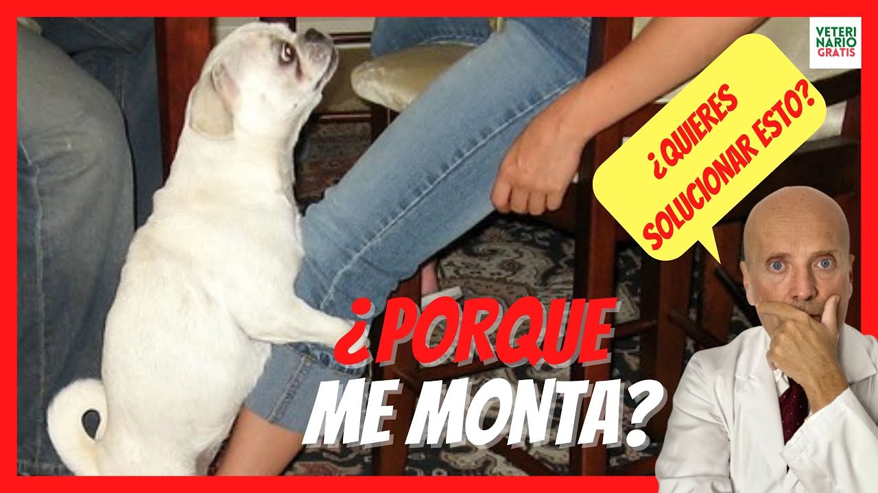 como evitar que mi perro me monte