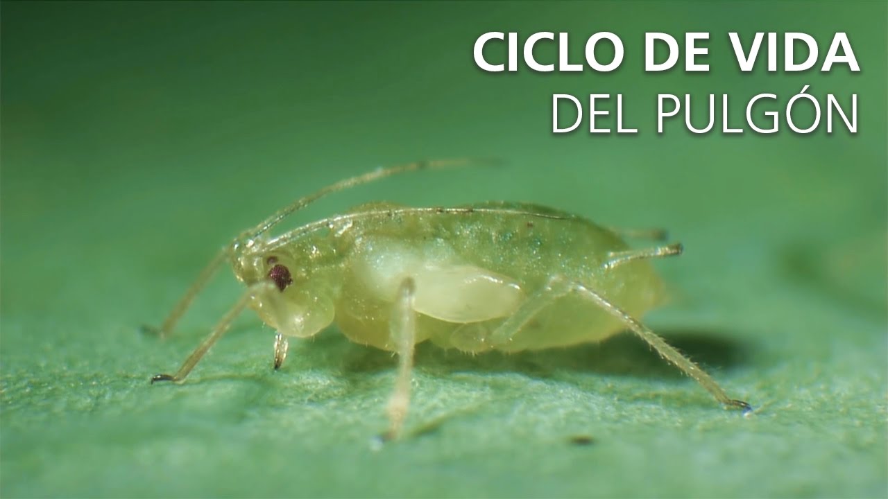 como llegan los pulgones a las plantas
