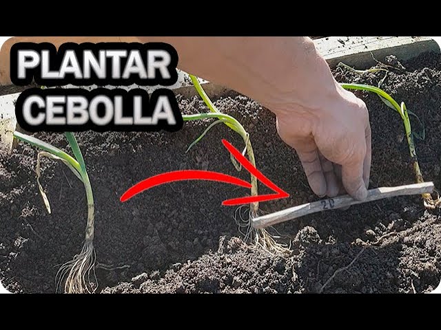 cómo plantar cebollas en el huerto