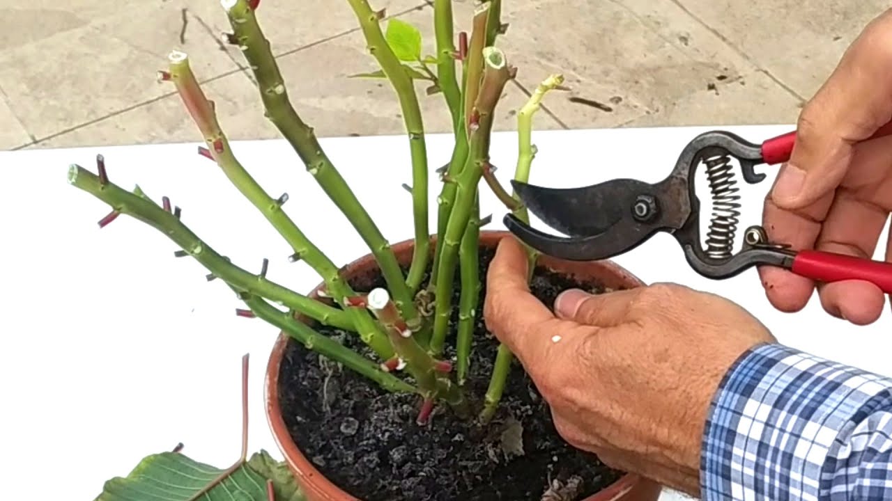 como podar una flor de pascua