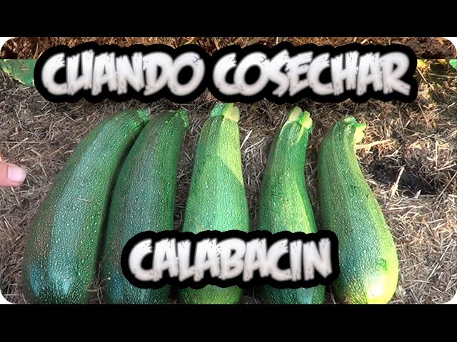 como saber si el calabacín está malo