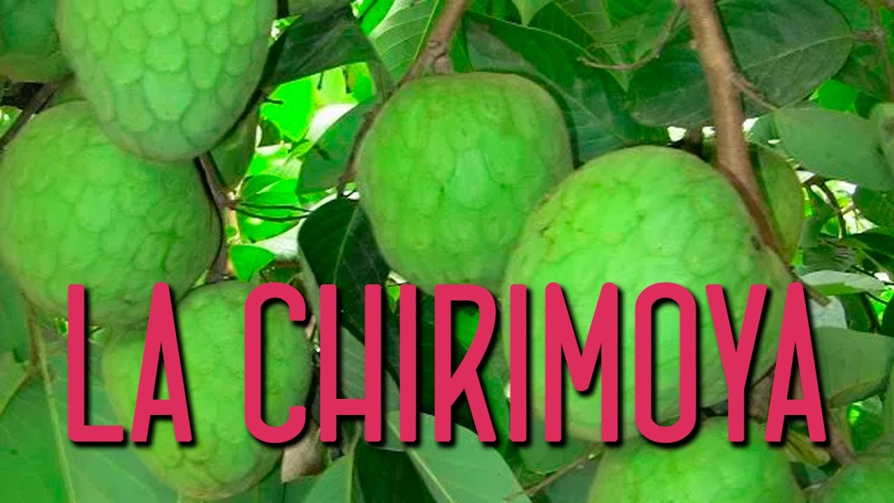 cuál es el árbol de la chirimoya