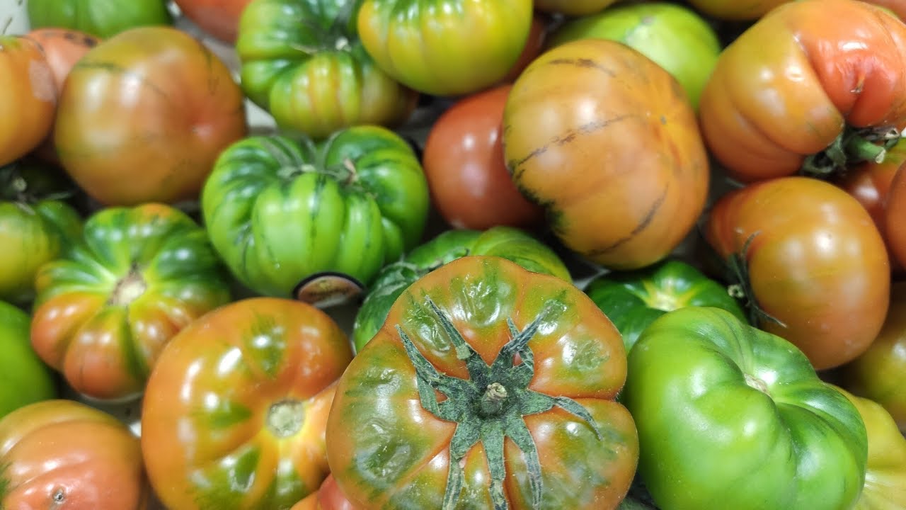 cual es el mejor tomate para ensalada