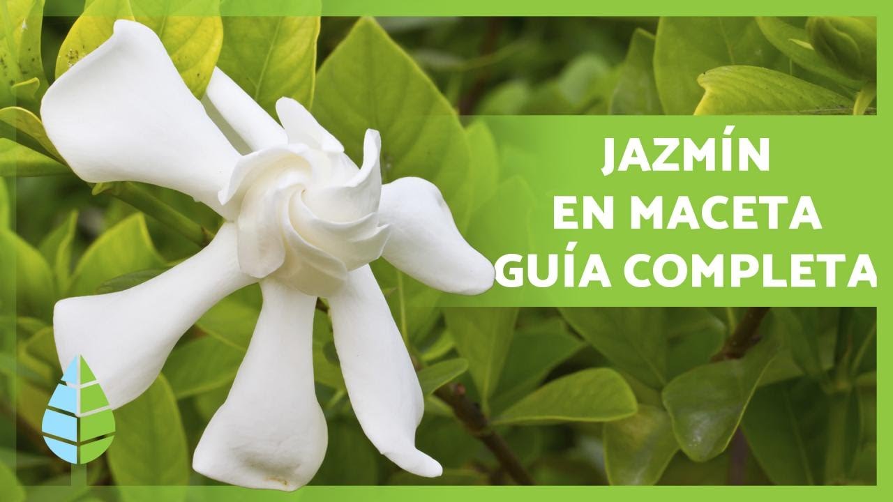 cuando se poda el jazmín andaluz