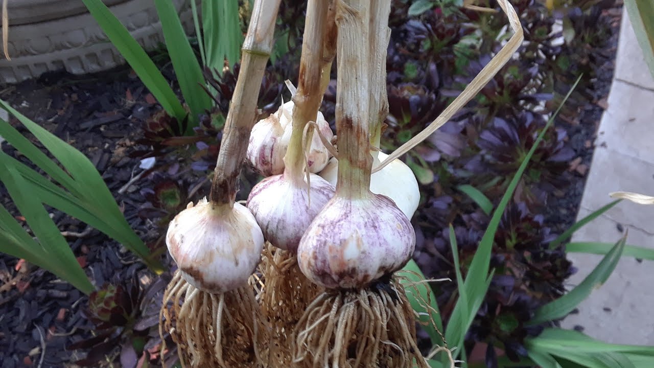 cuando se recogen los ajos en galicia