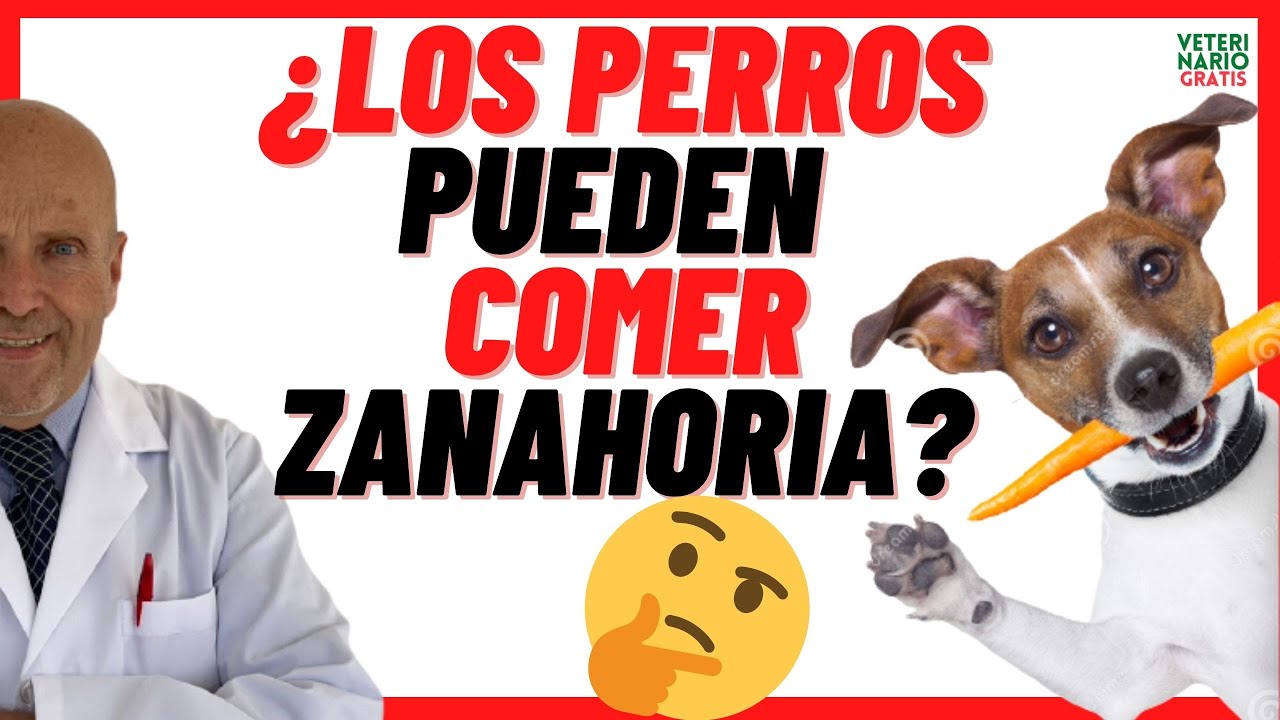 cuanta zanahoria puede comer un perro