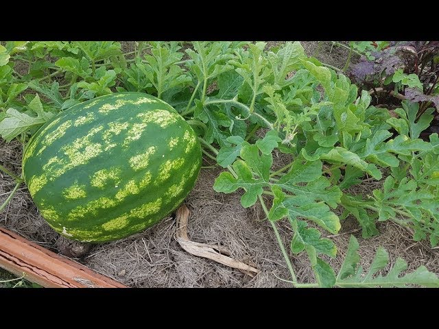 cuantas sandias salen de una planta