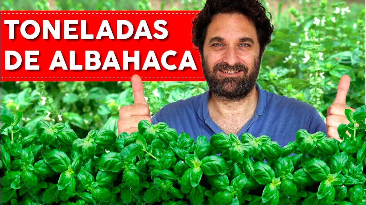 cuanto dura la albahaca en maceta