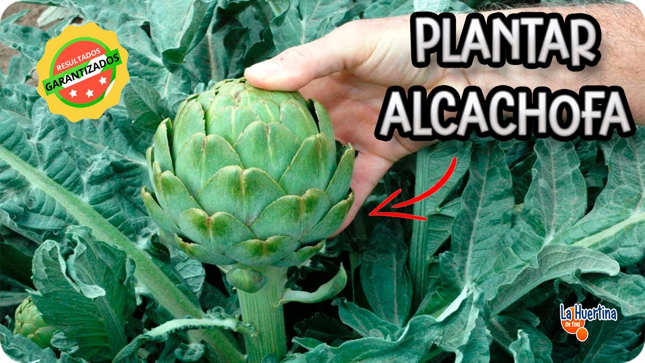 cuanto dura una planta de alcachofa