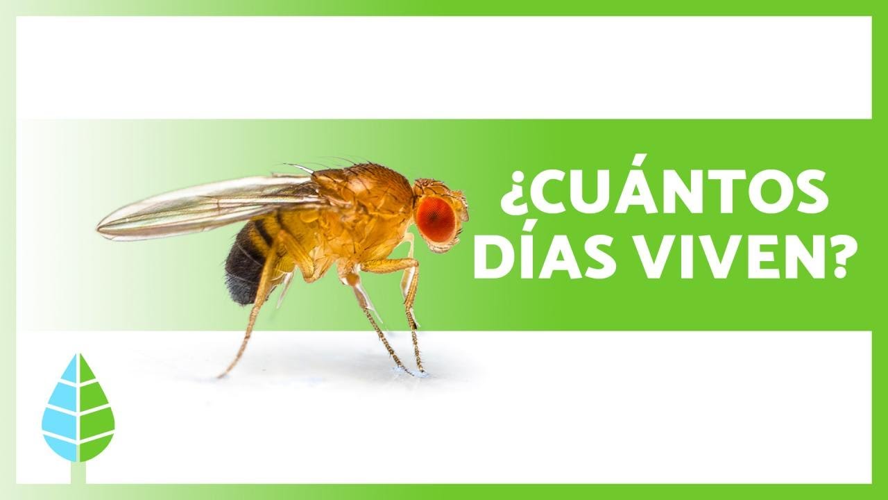cuanto vive una mosca de la fruta